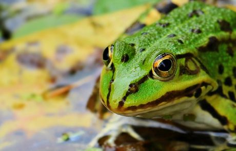 פרשת וארא – האם אני חיוני לעולם: המסר המהמם של הצפרדע